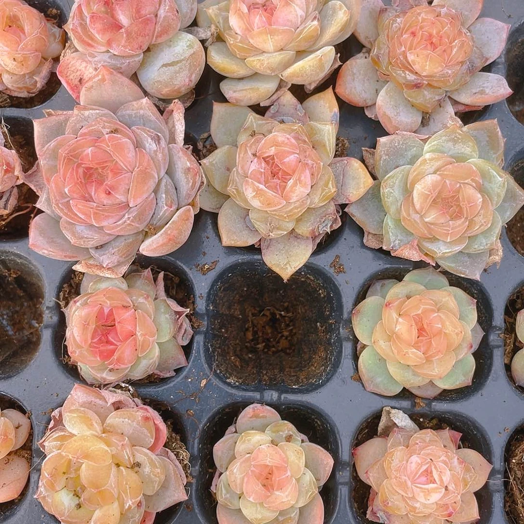 糖心5号穴一个满25包邮