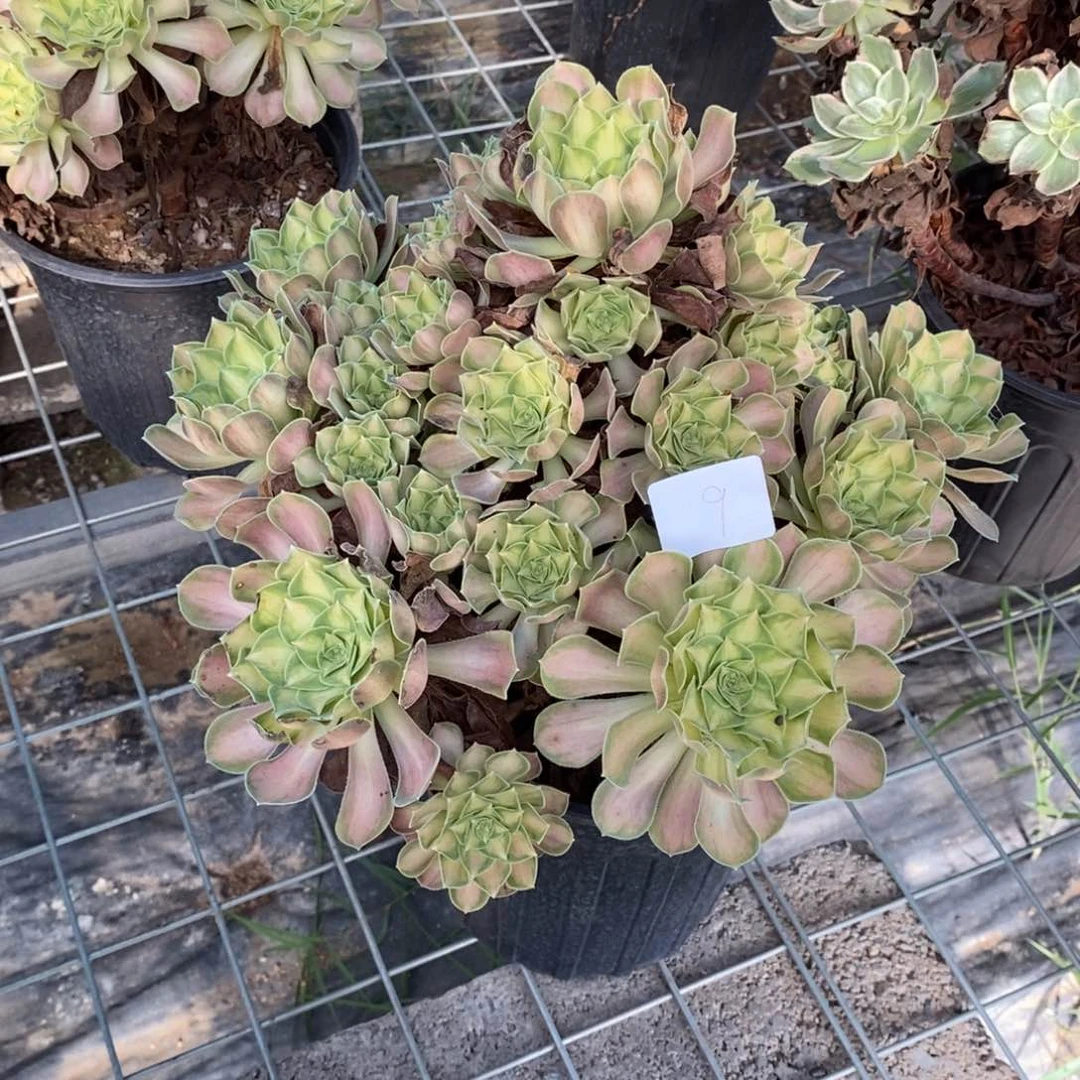 多肉植物组合拼盘9