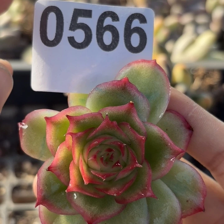 多肉植物满18包邮当场凑单