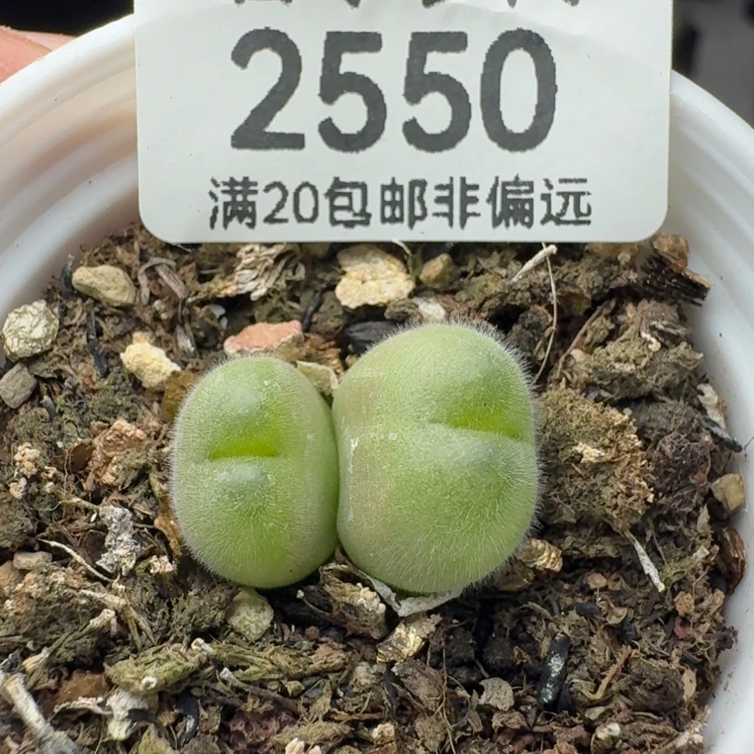 带盆土。