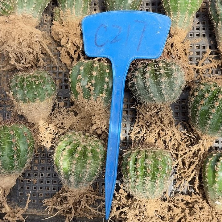 艾*C217,混色彩草瑕疵歪头，无售后