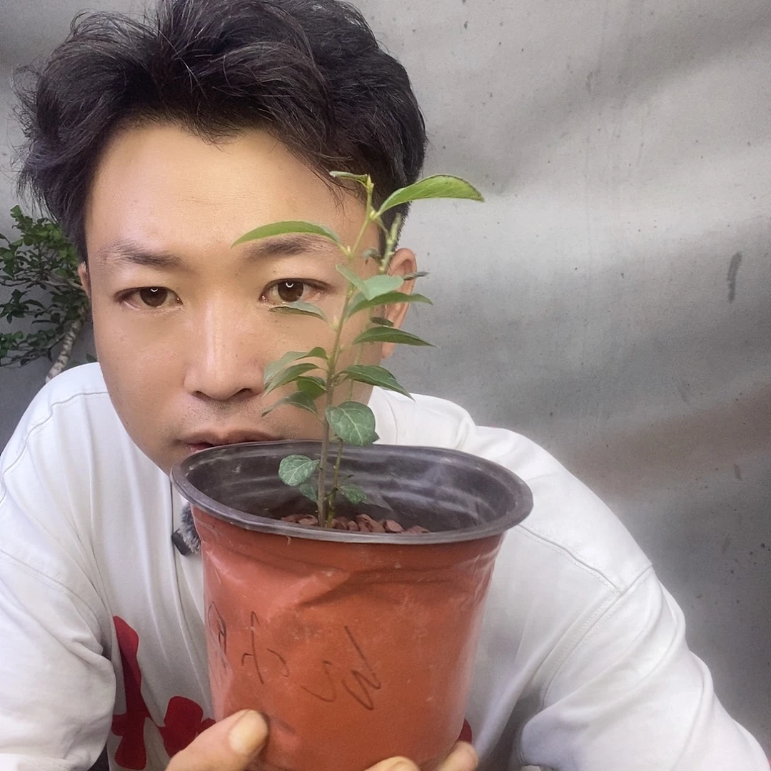 无花朵老鸦柿红小町小苗