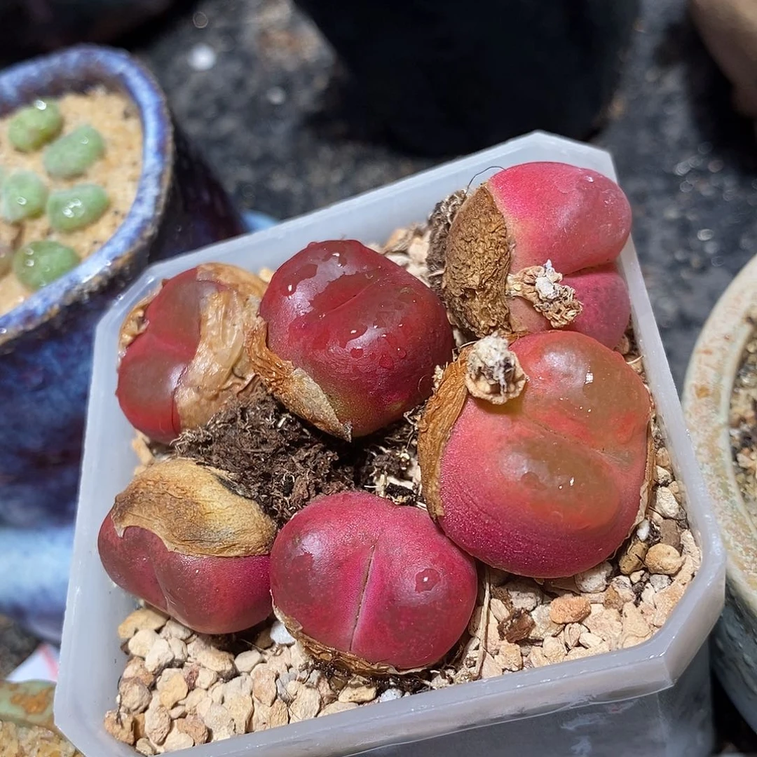 光面红宝石一颗。