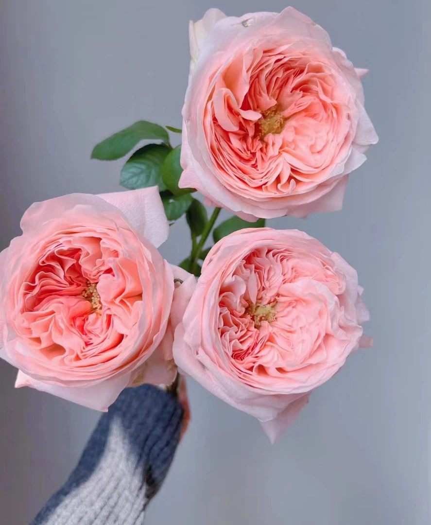 【一品花集】【艾琳娜】单头玫瑰任意全场满一单包邮