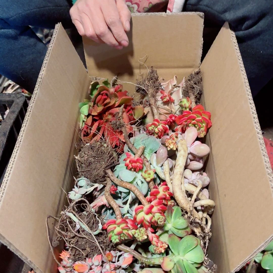 小*杂花不售后95。