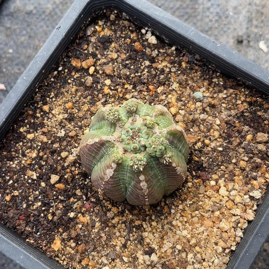 韩货胭脂子吹仙女杯