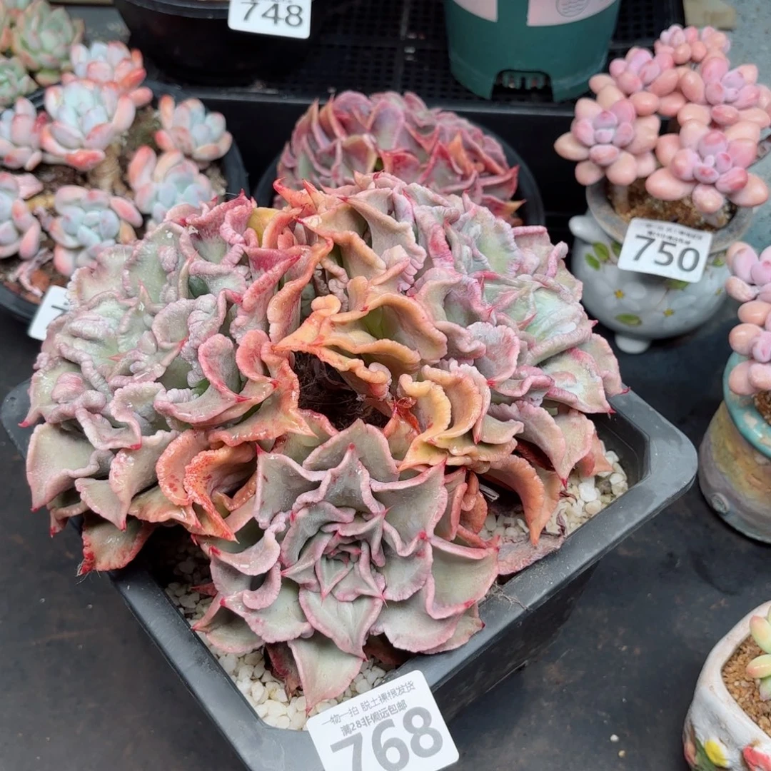 大饺子皮无盆土发货