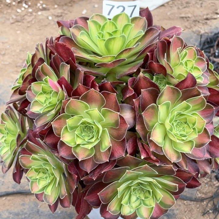 ?*婷727多肉植物韶华