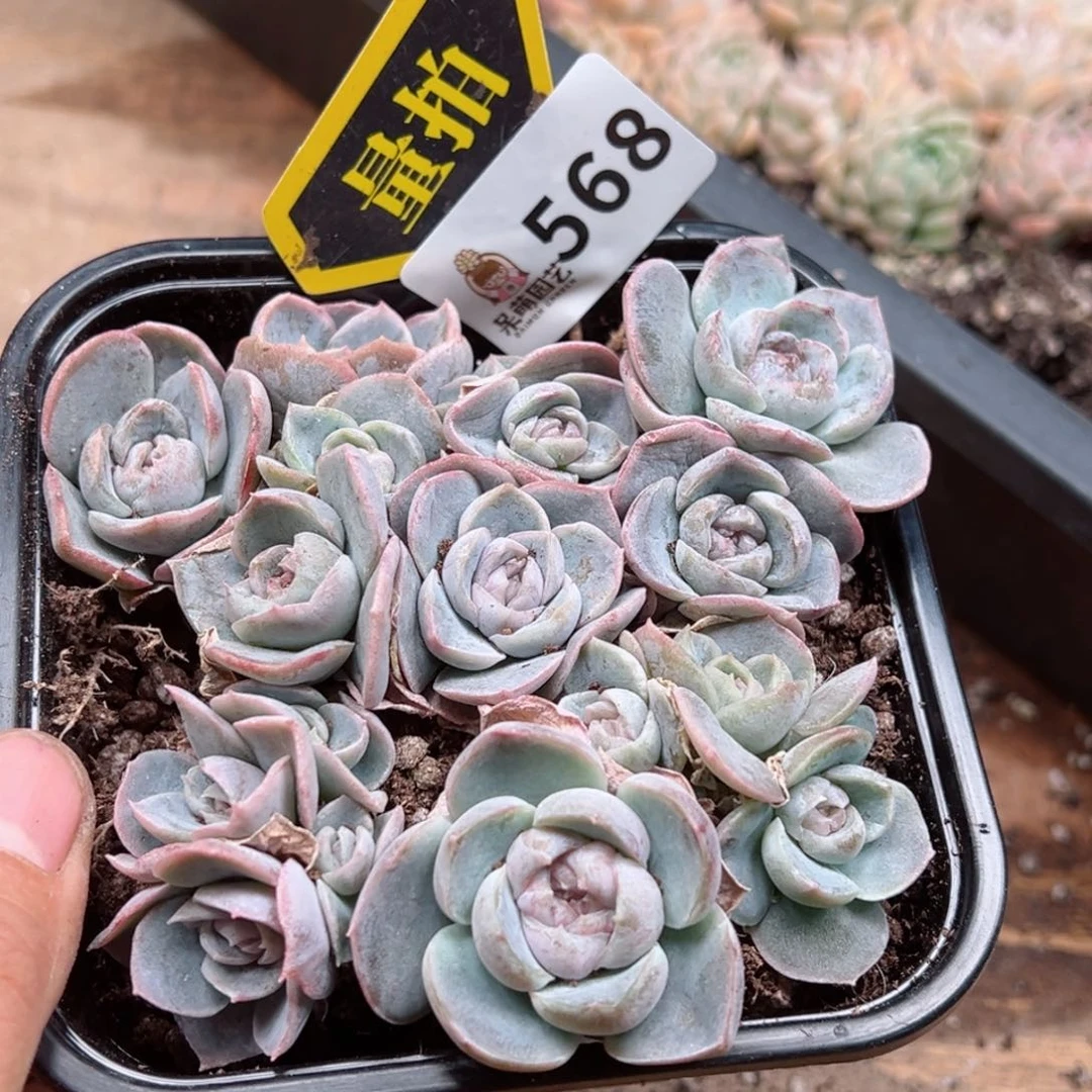 多肉植物多肉植物