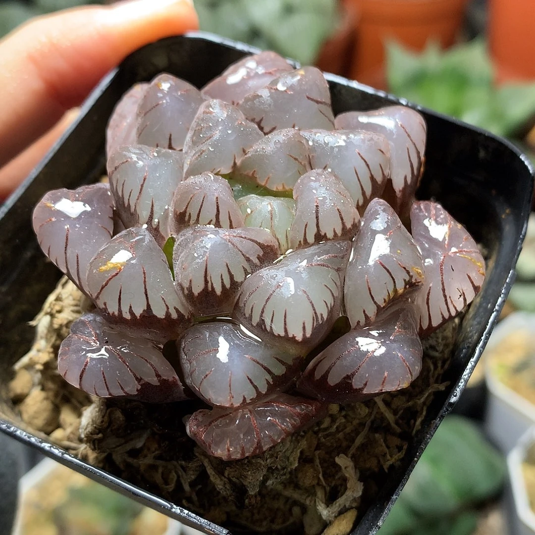 紫镜玉露带盆techunlooo