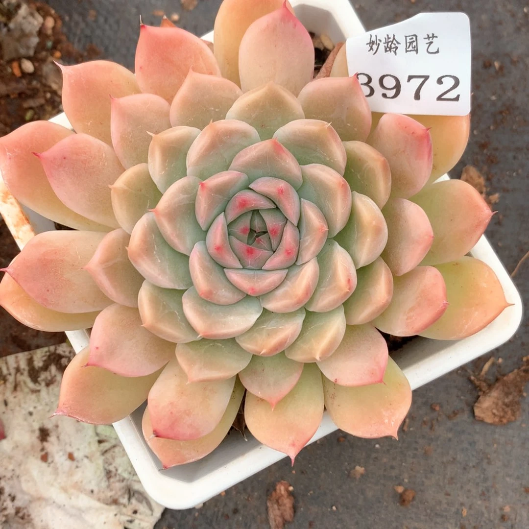 c****c3972杂交多肉植物