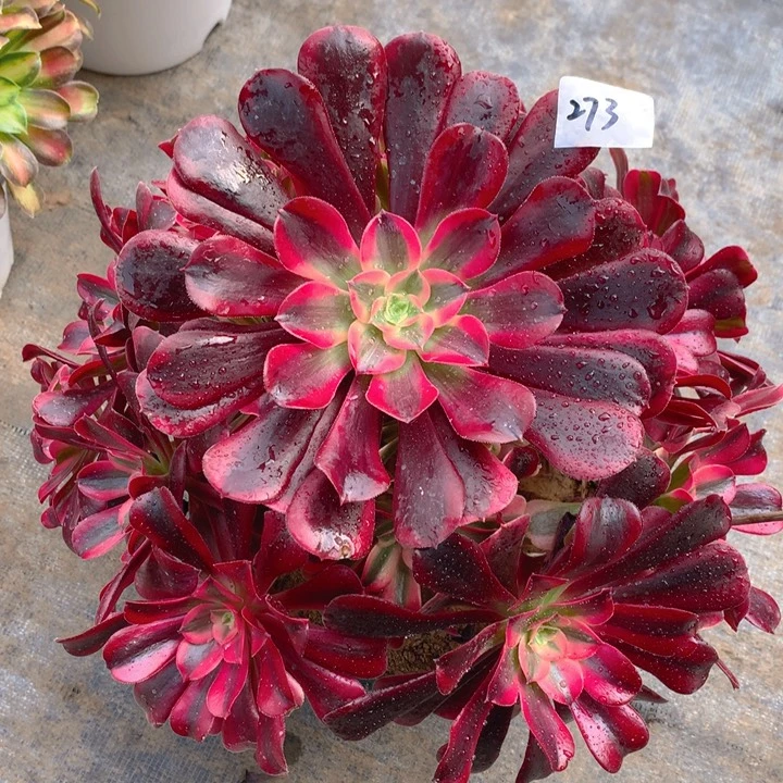 273美杜莎精品大捧花