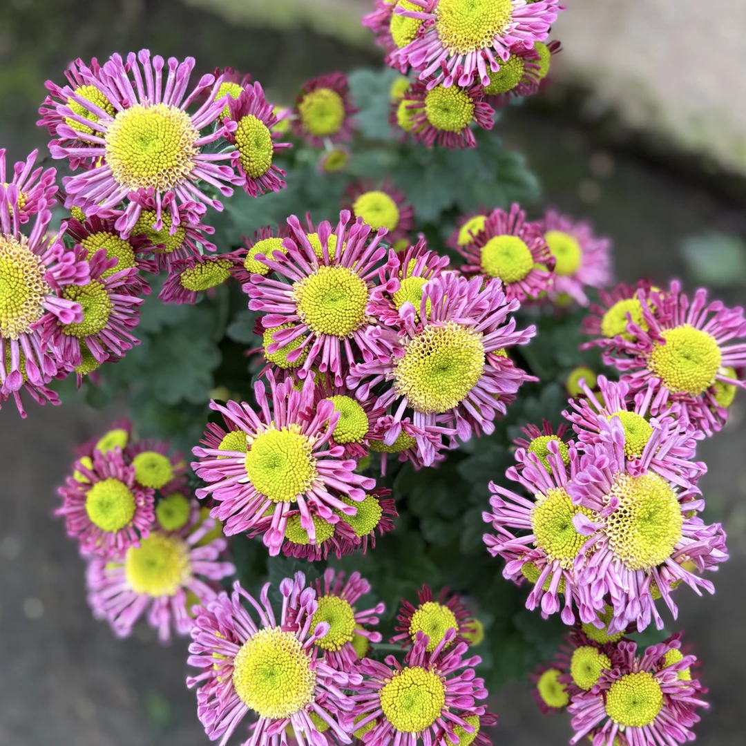 烟花菊 荷兰菊 观赏盆栽花苗耐热耐寒花期长