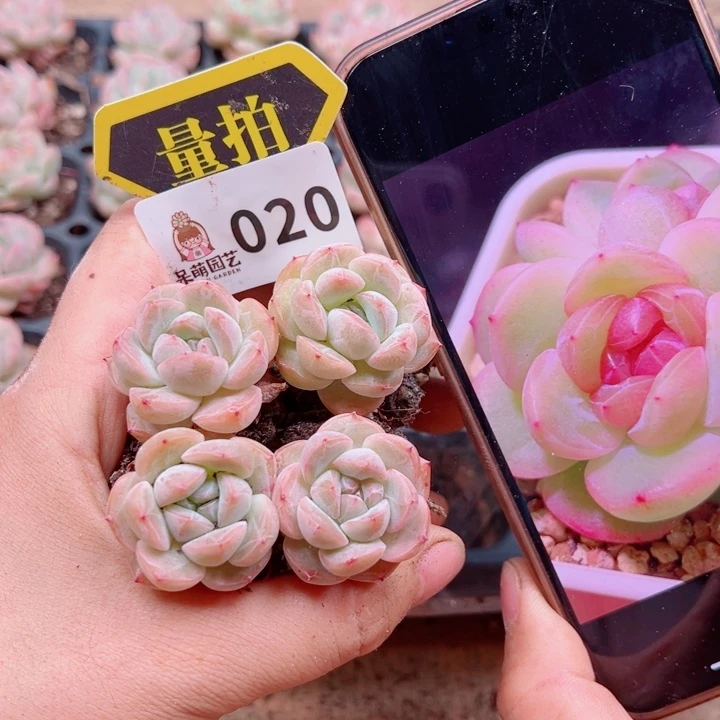 多肉植物多肉植物