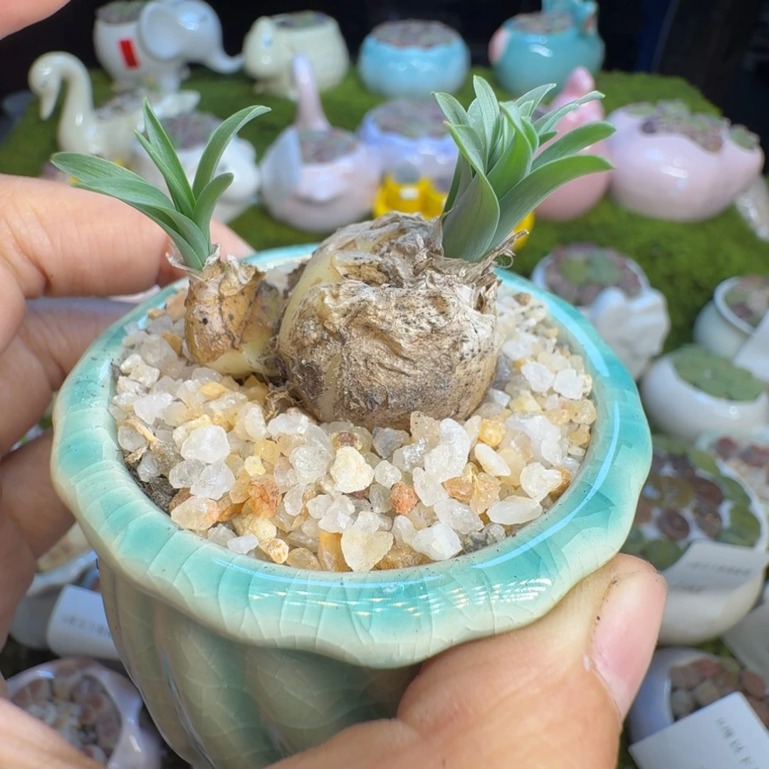 多肉植物福利冲198