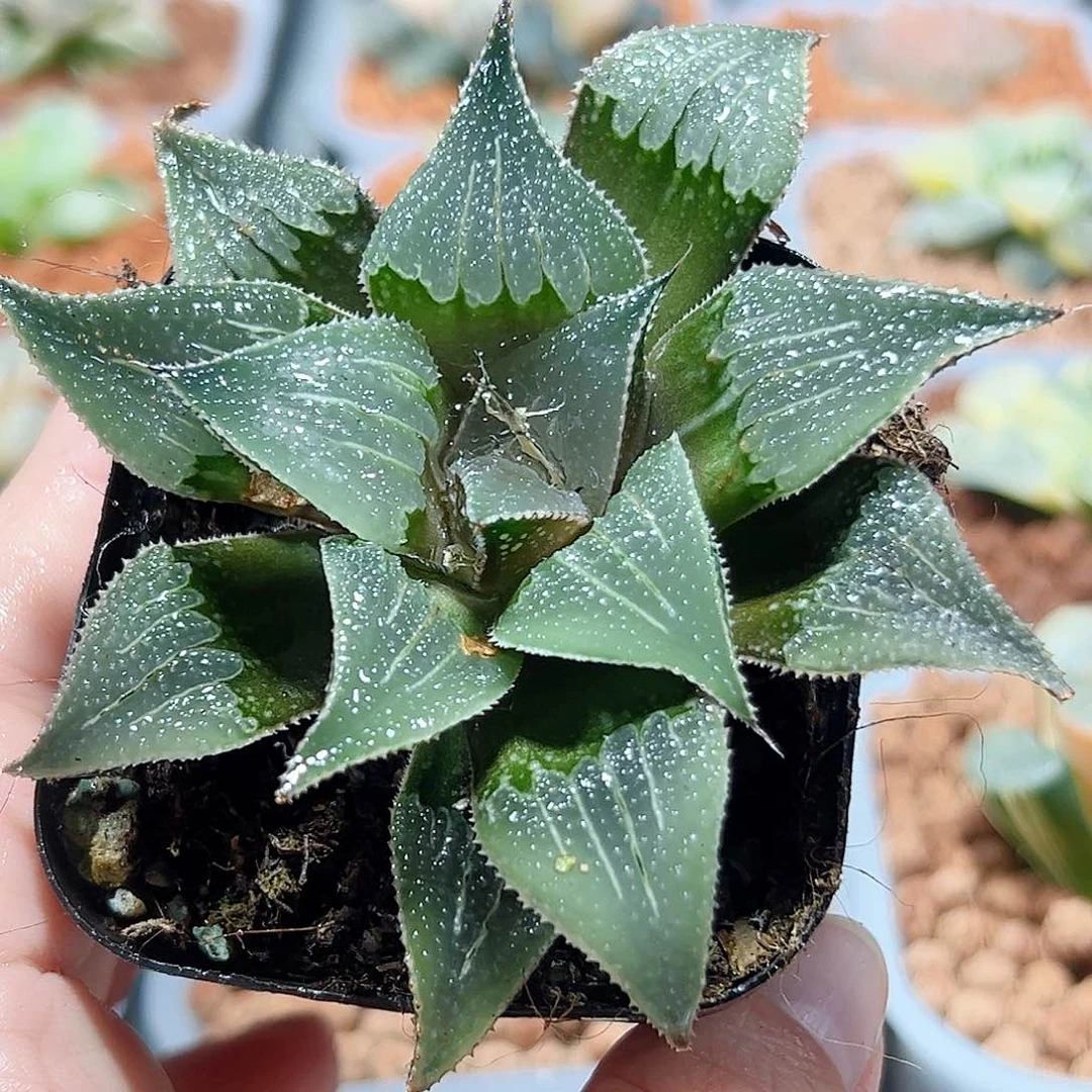 十二卷多肉舞藏1