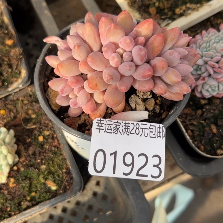 幸运儿的一句台词我真的