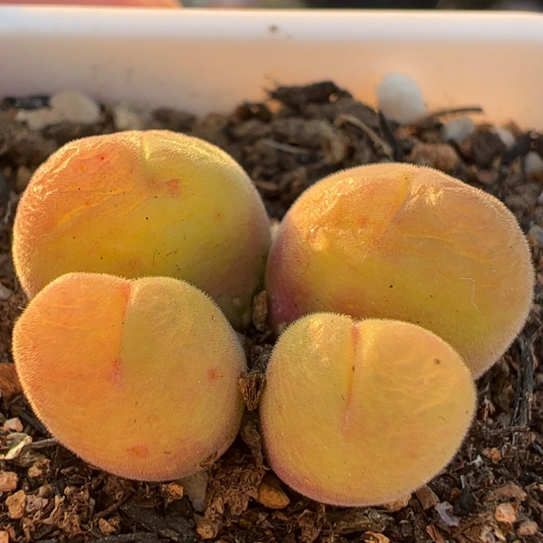 特价毛翠滴多肉植物百科