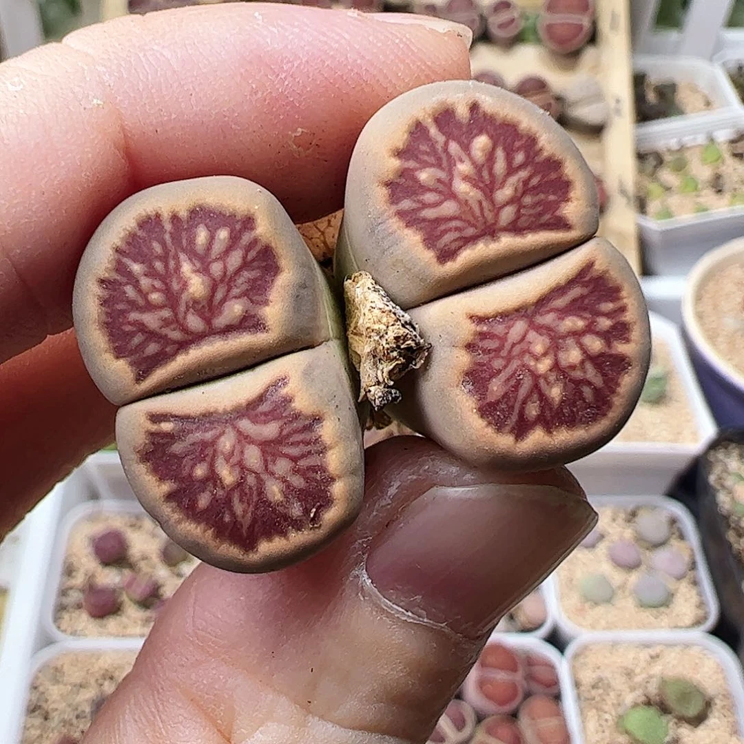 无花朵红窗菊一颗包邮…………………