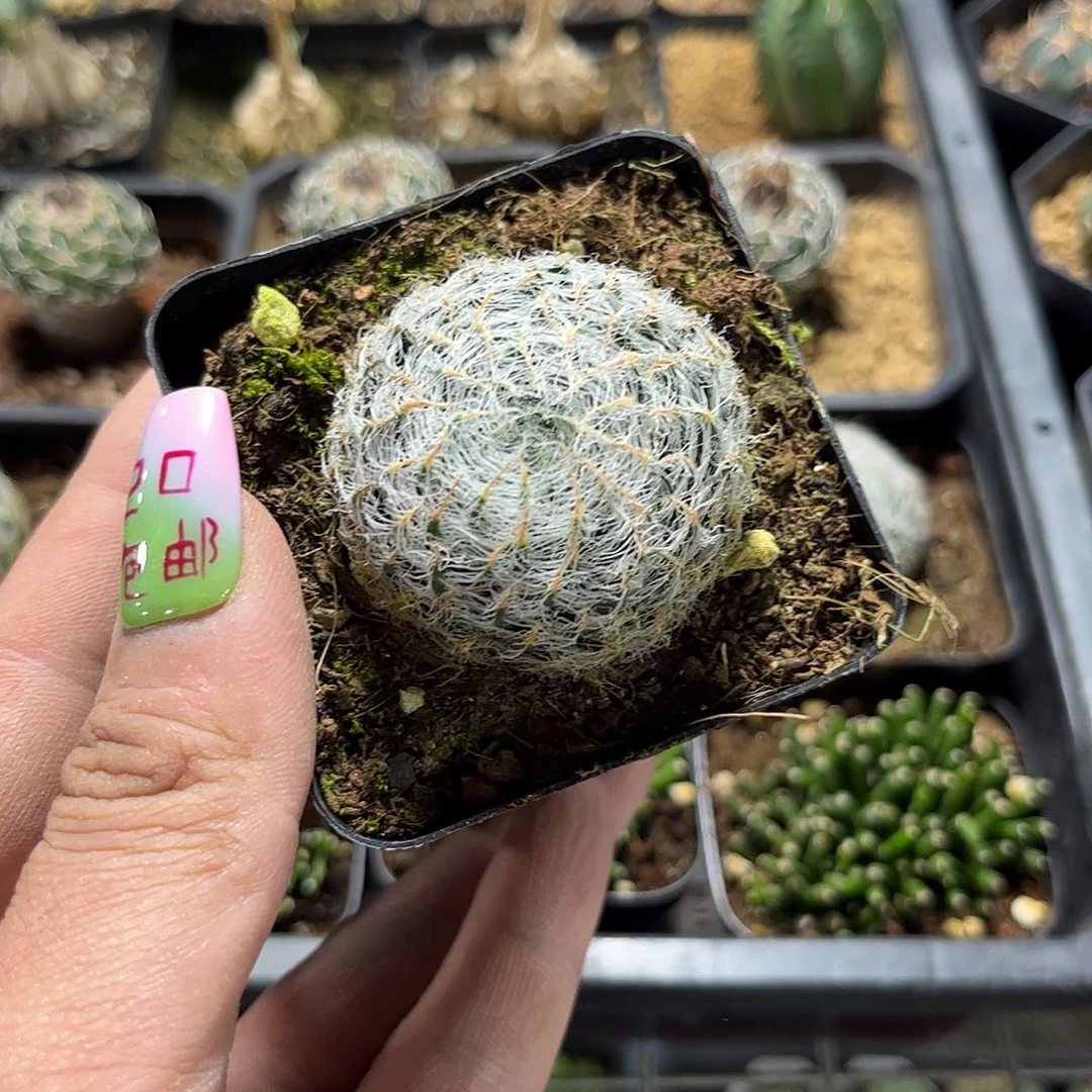 钢丝球单头发货有根发货