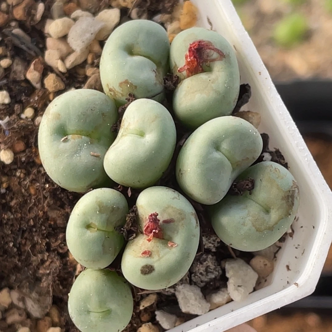 15-89嘴多肉植物肉锥