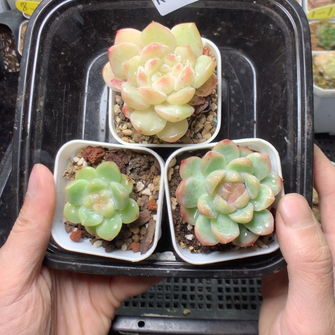 无花朵K114英语英语英语英语英语英语