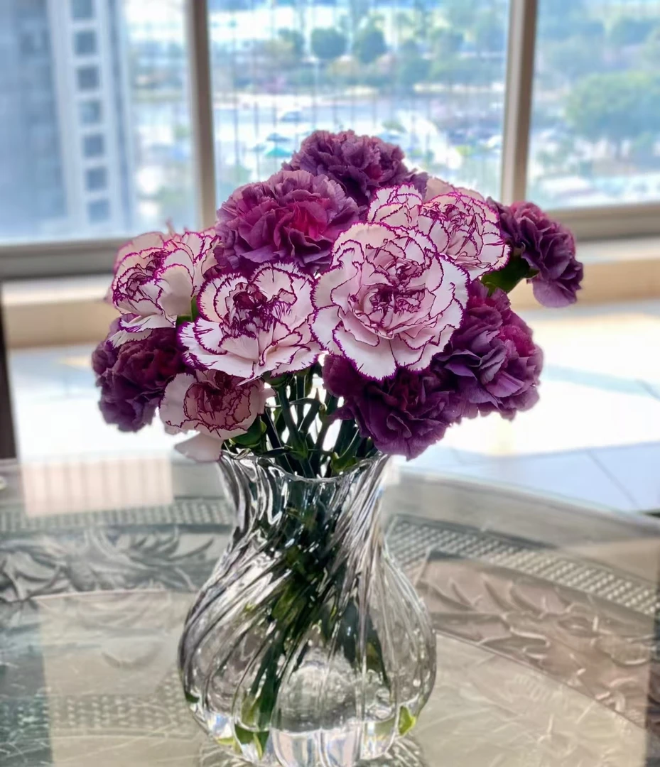 野马紫精灵单头康乃馨【2单顺丰或京东】云南鲜花室内水养基地直发