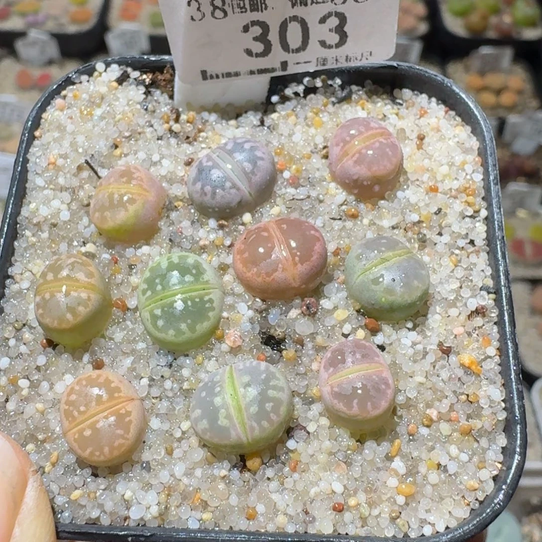 Sss精品清货款303