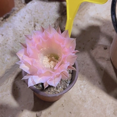 ?****?仙人掌彩草8 cm左右A053