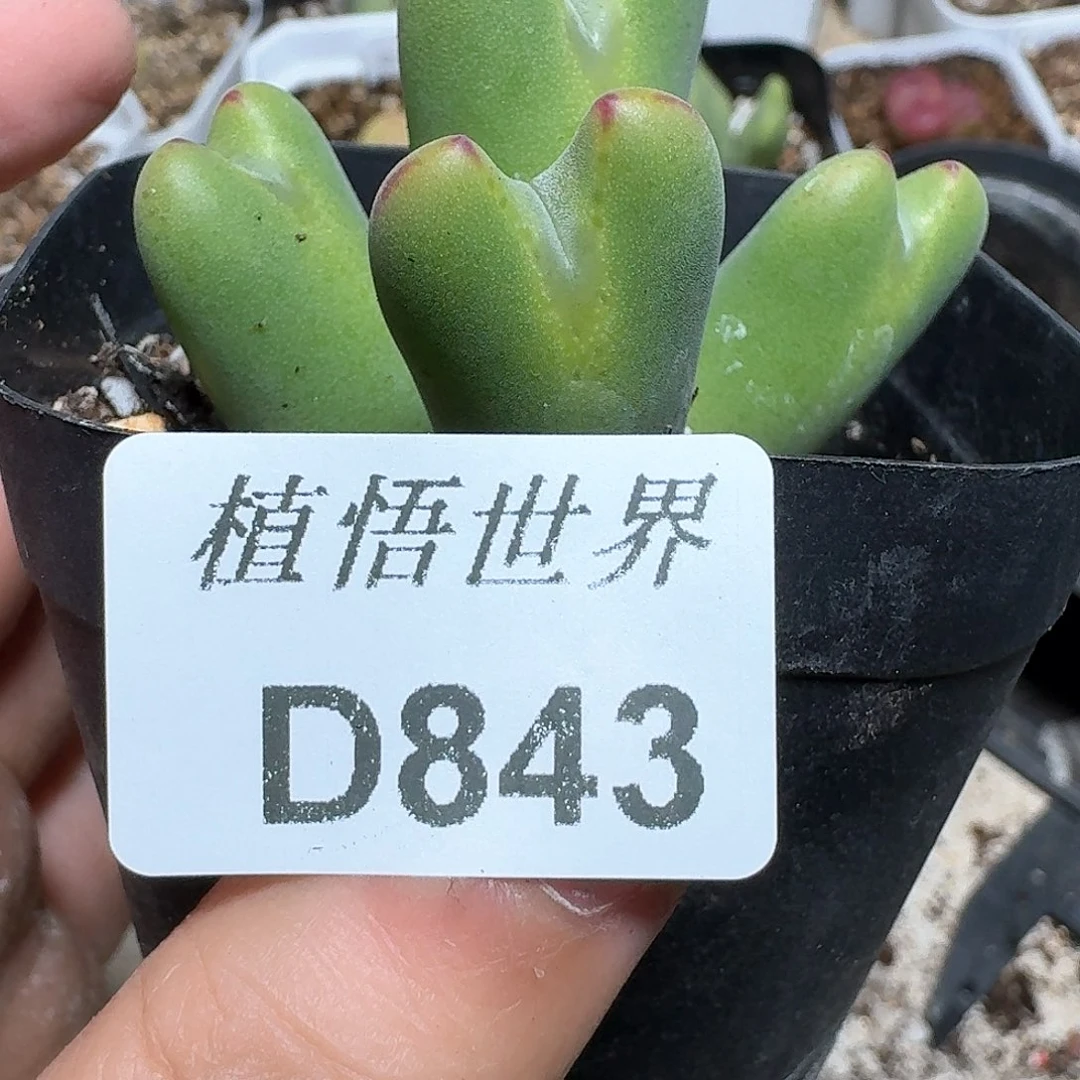 843盒多肉植物哇c g