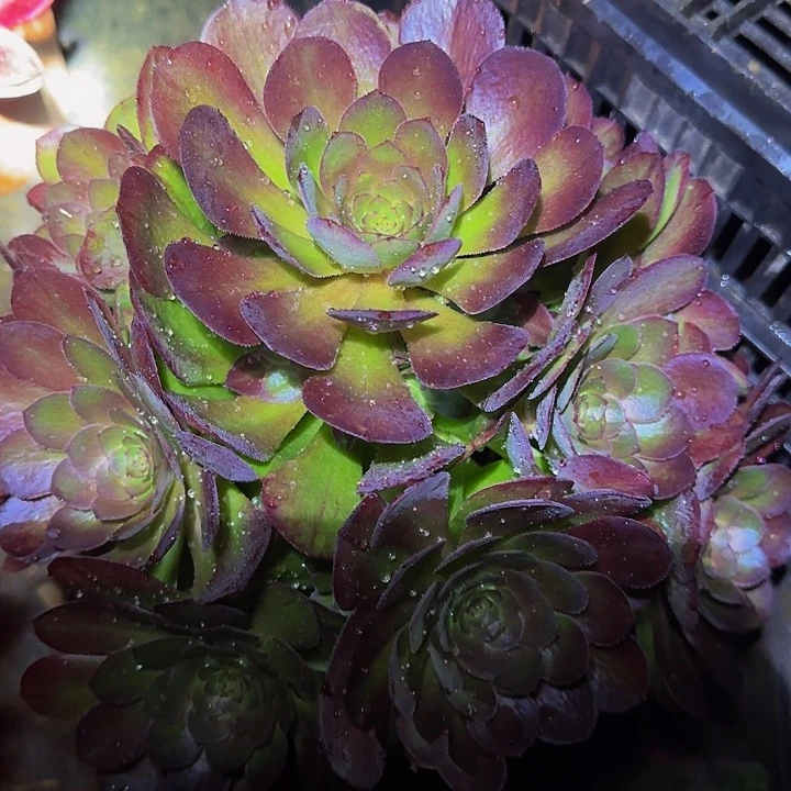 红心沙拉碗捧花亏本福利