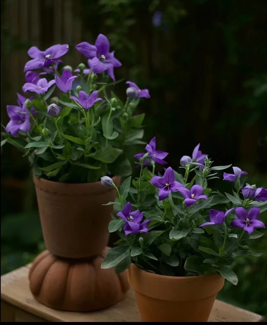 中华桔梗多年生宿根花卉易养活培育盆发货