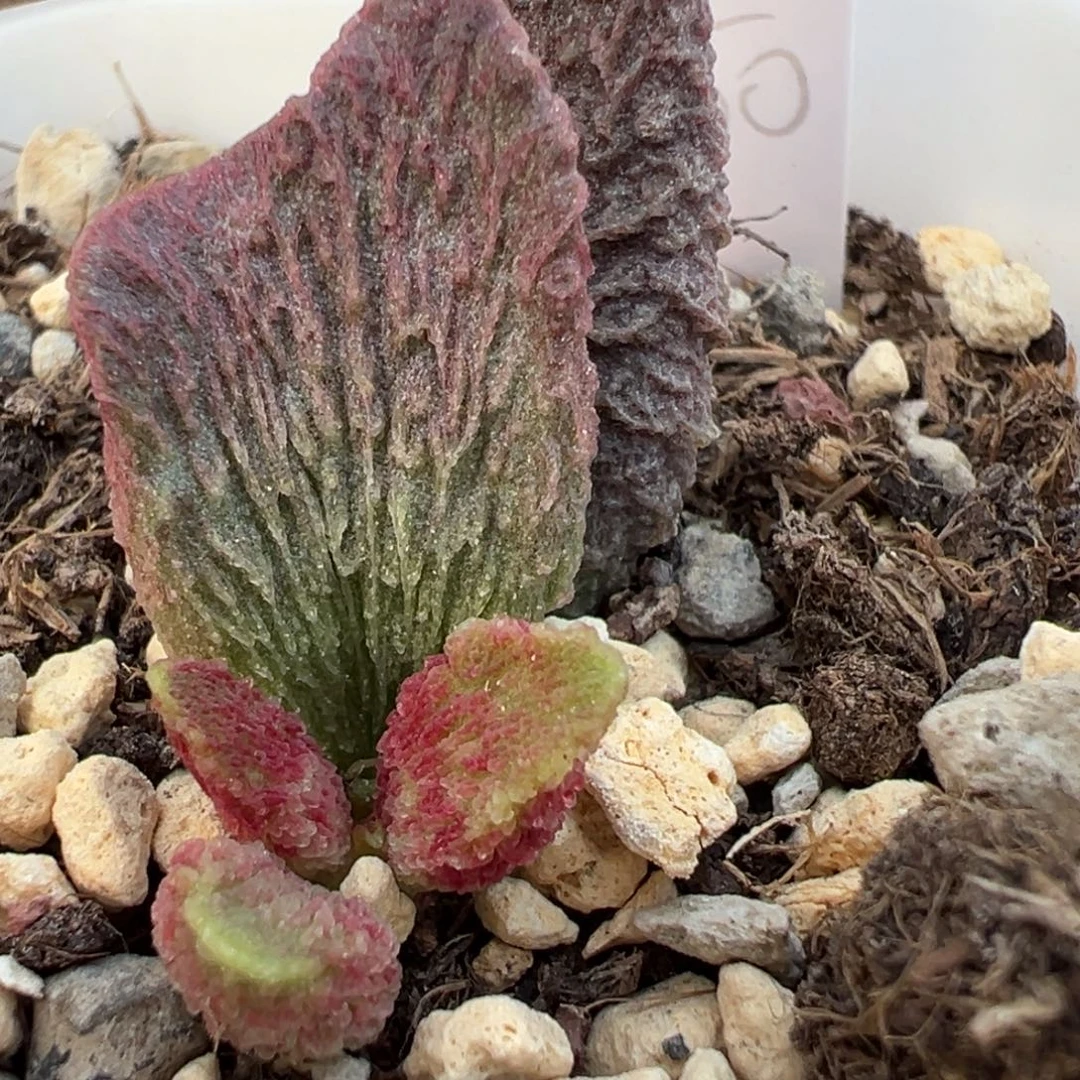 猫耳瀑布实生新品大苗