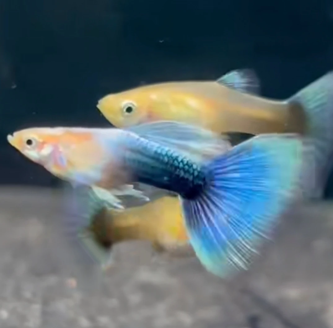 精品蓝礼服黄话飞船孔雀鱼小型热带淡水观赏鱼好养耐活可繁殖