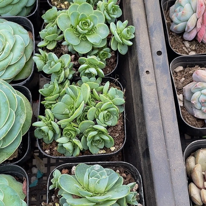 山地玫瑰群带盆土发