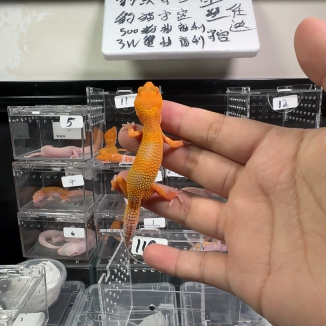 豹纹守宫雨水蜜橘母温