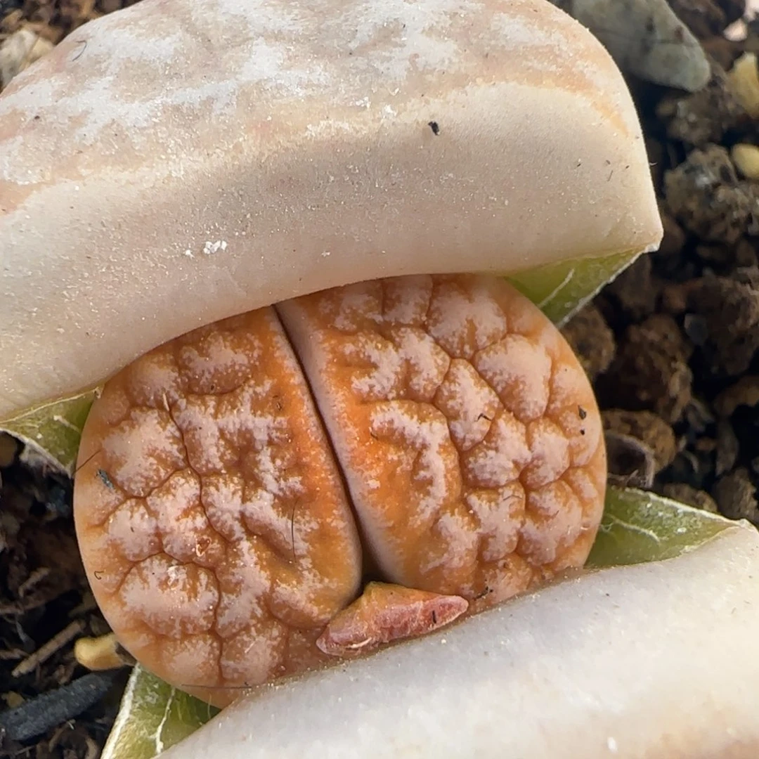 ****.0628/309a拿铁/多肉植物/