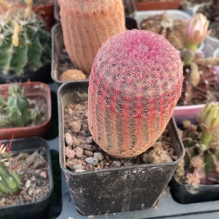 单头红太阳满25包邮