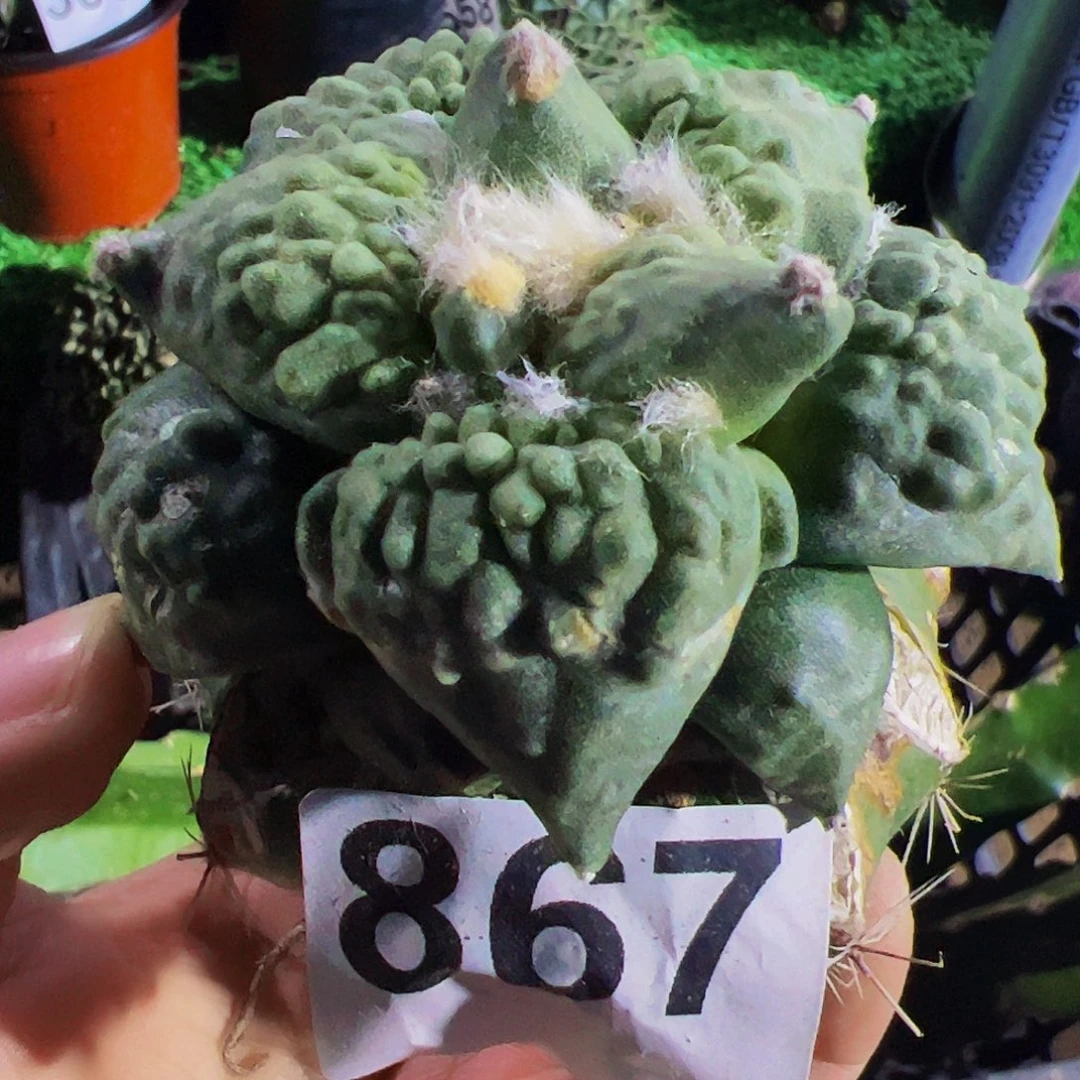 无花朵福利瘤尤怒涛867