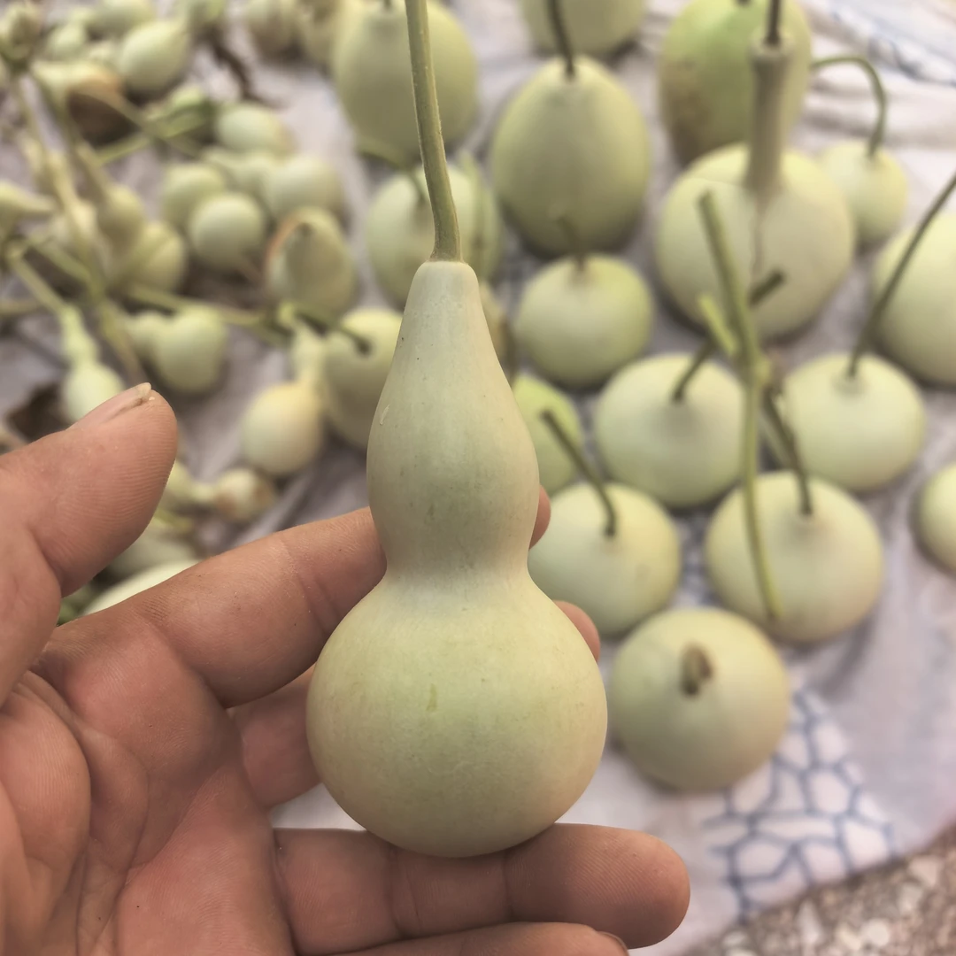 中条山本捻小葫芦