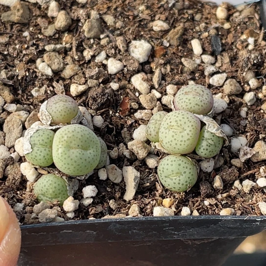 19-18金桔多肉植物