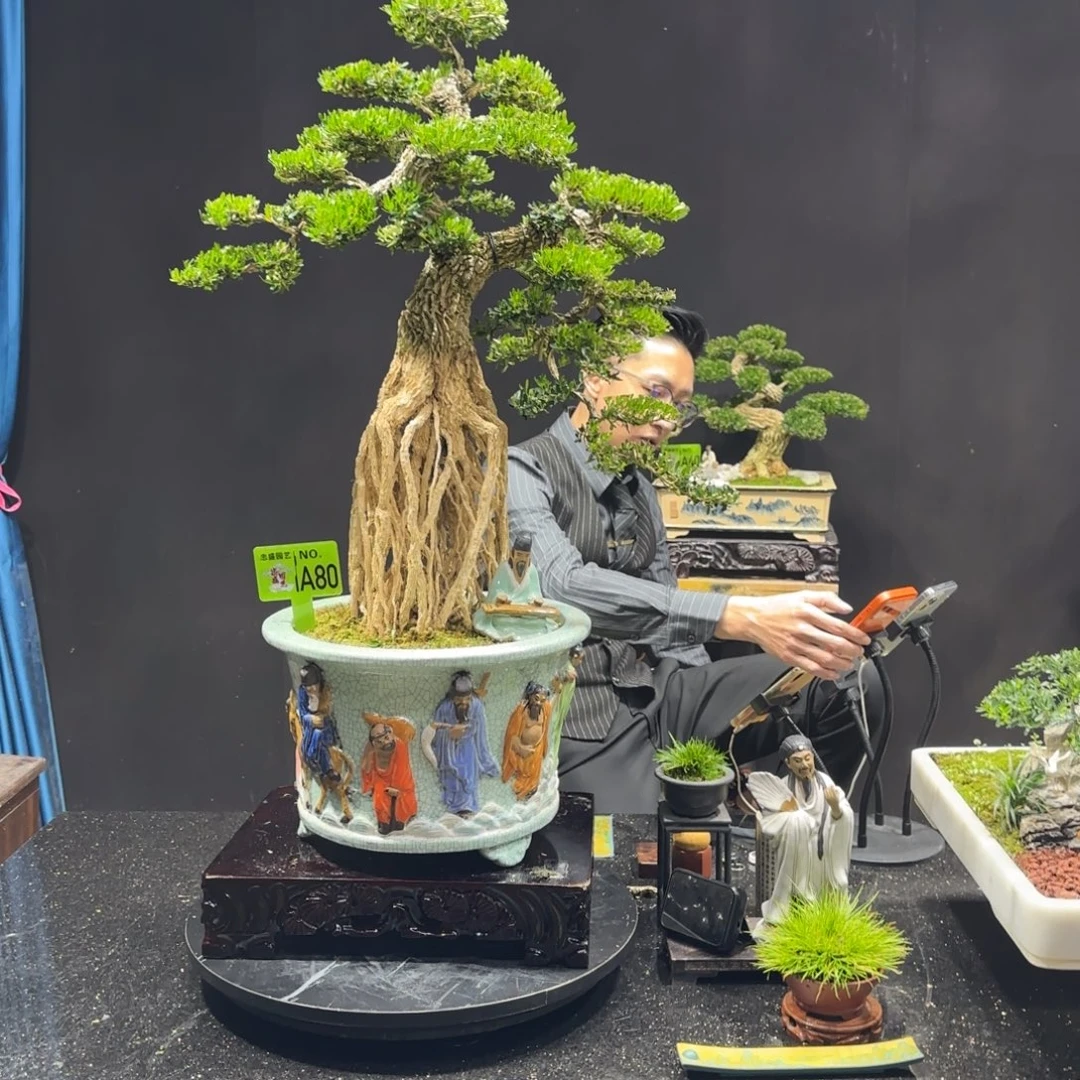 以实际为准黄杨室内室外盆景艺术