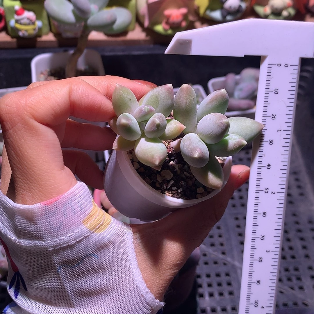 韩货天空美人奶酪哦