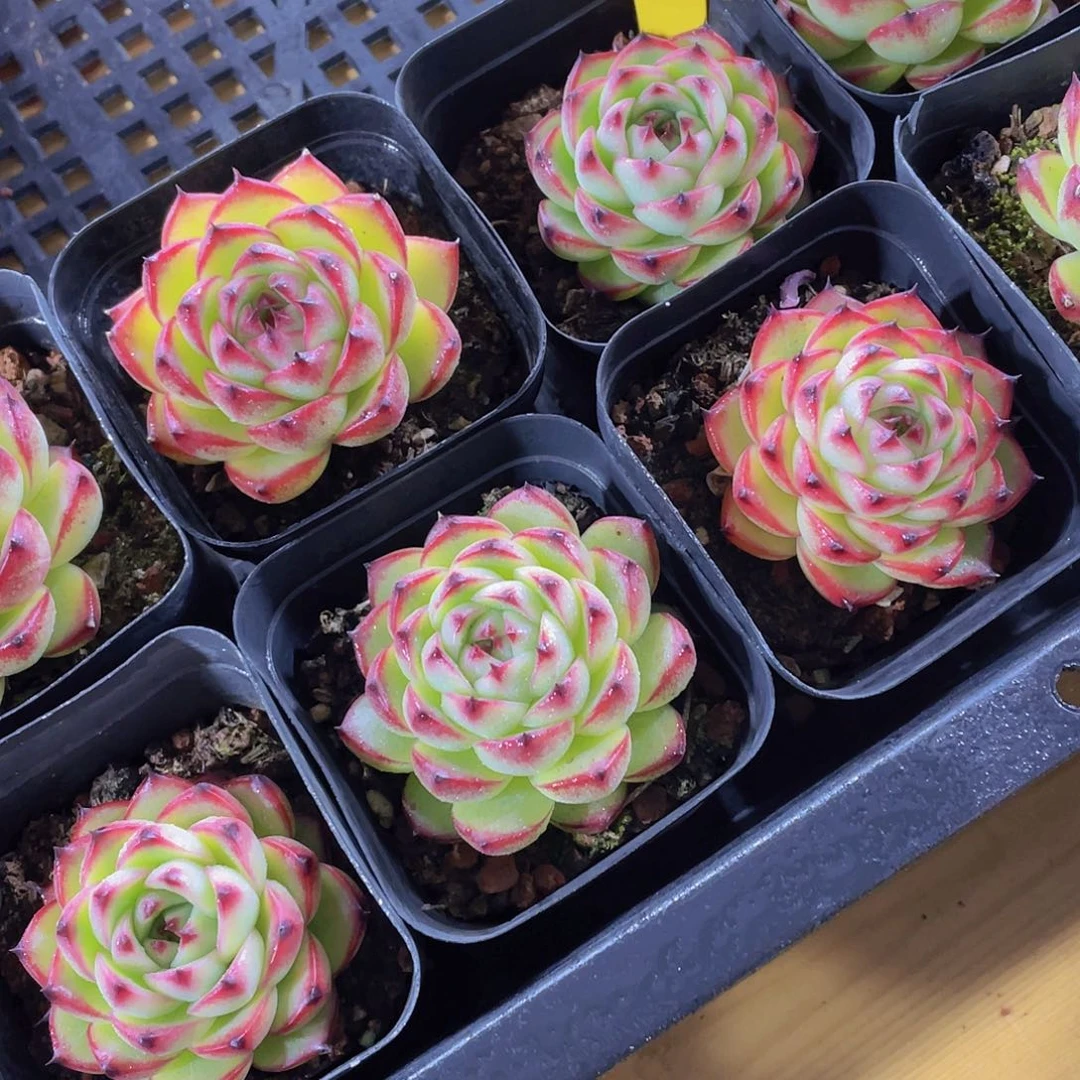 1300号 全状态月亮石单头一个