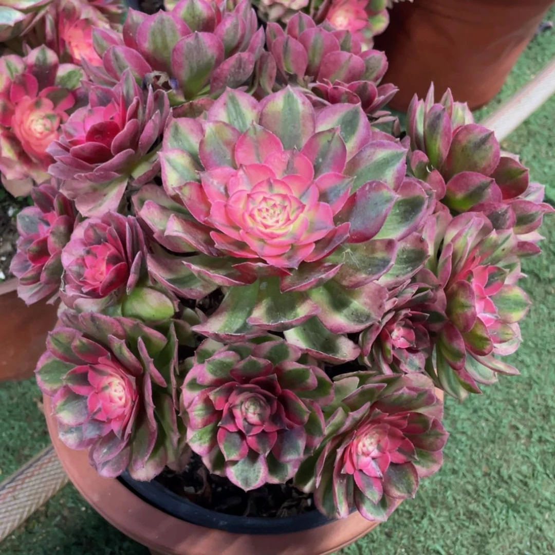 151荔枝精品法师老桩