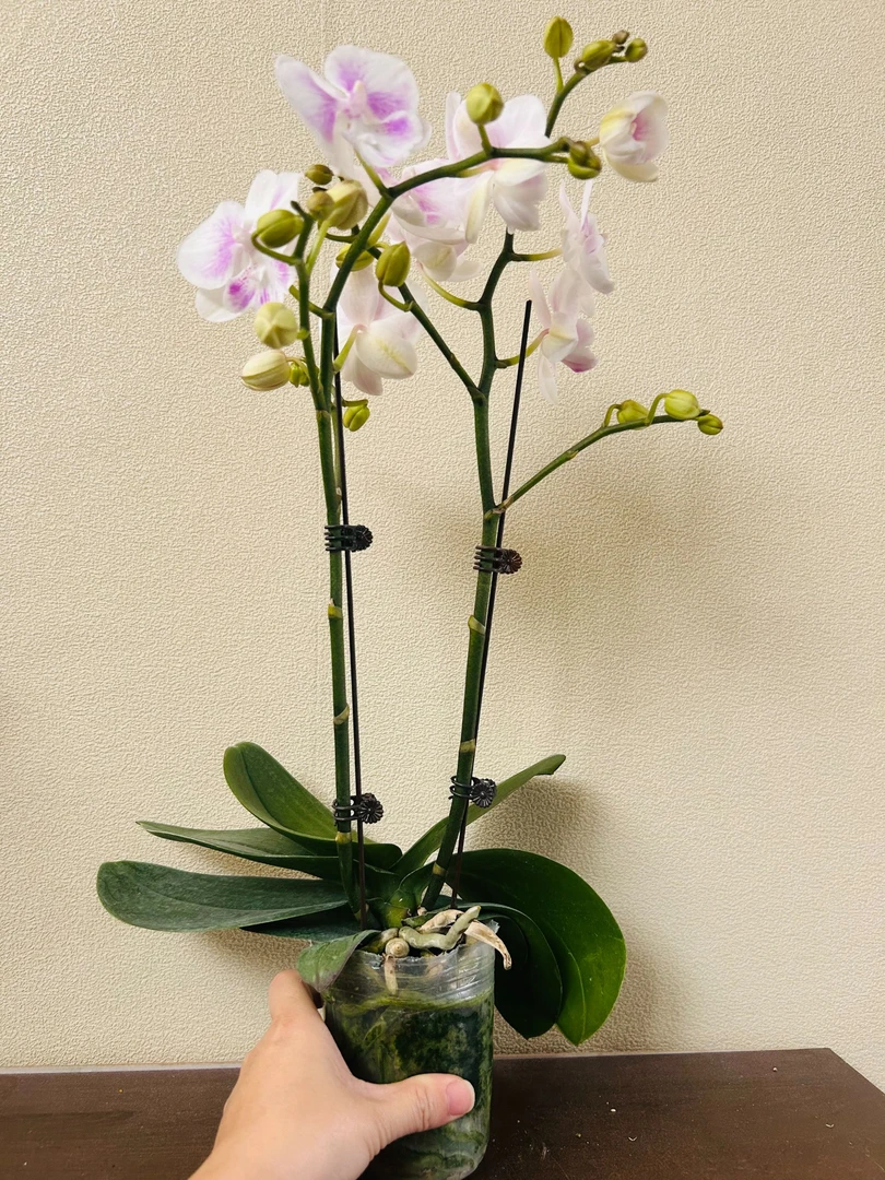 冰雪公主 蝴蝶兰   客厅卧室美观带花带花苞