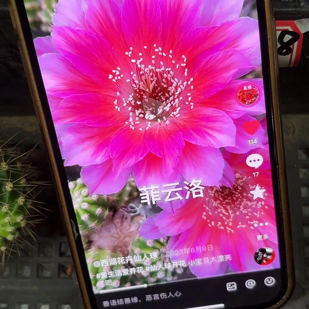 菲云洛侧牙20包邮仙人球27