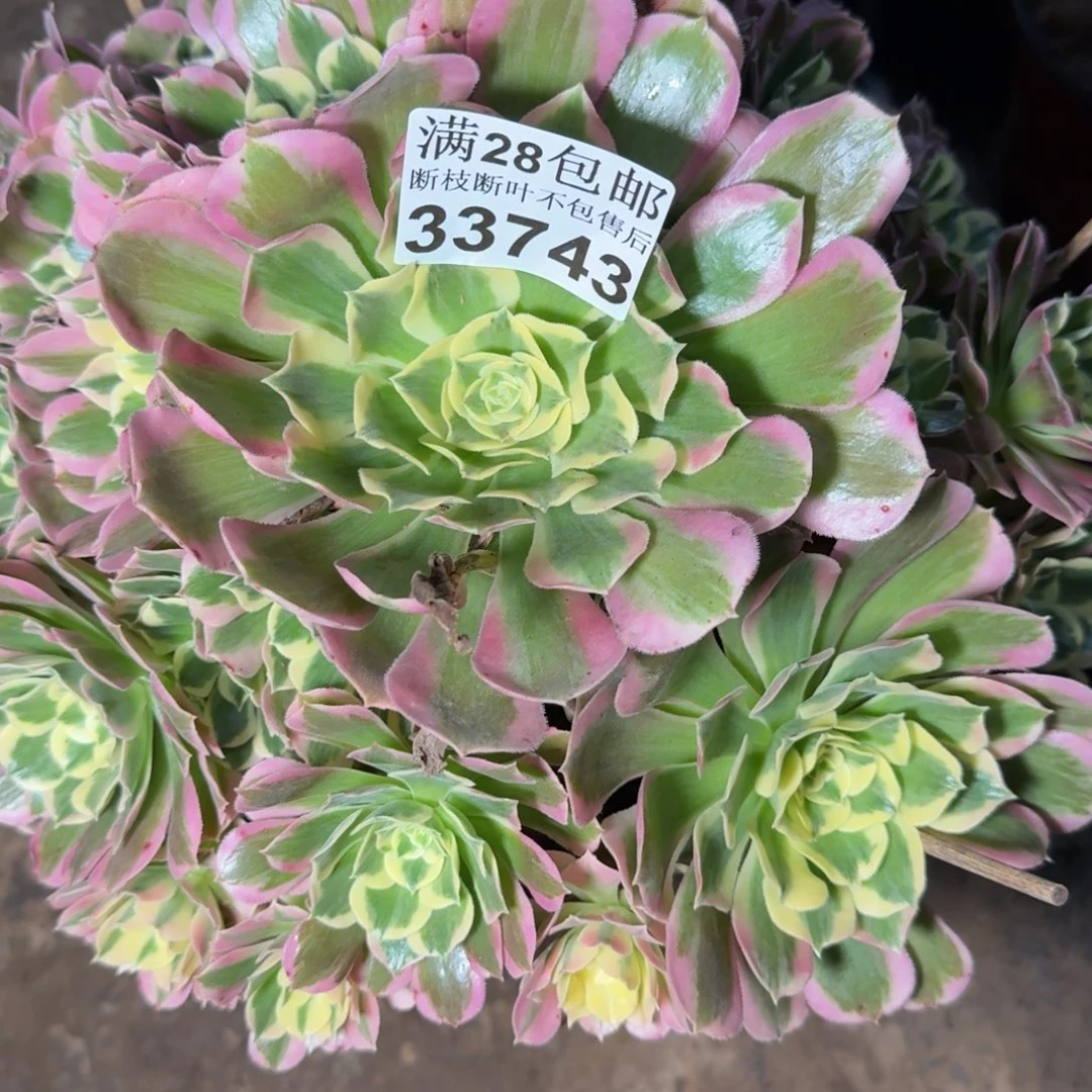 33743白凤多肉植物