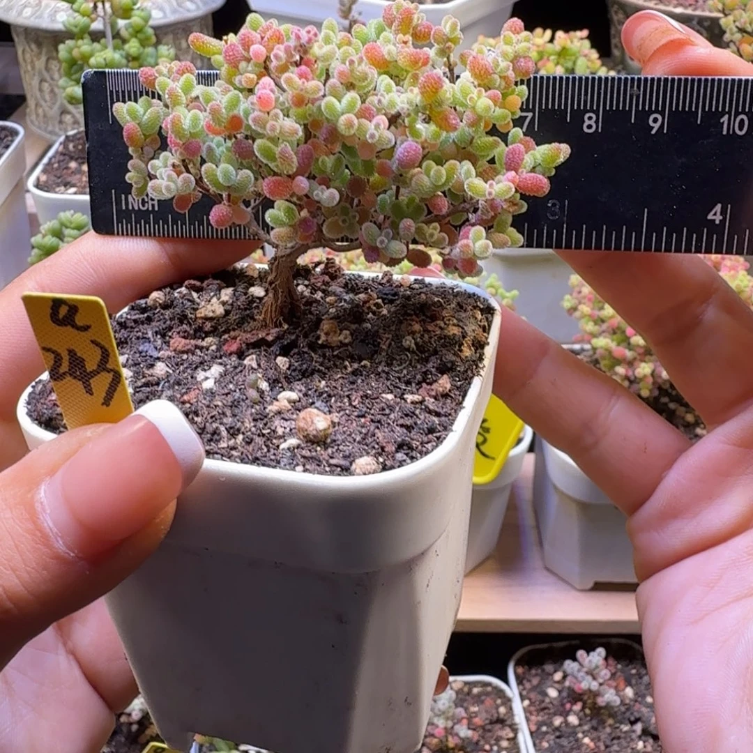 a243号橘子糖冠服6.5厘米左右