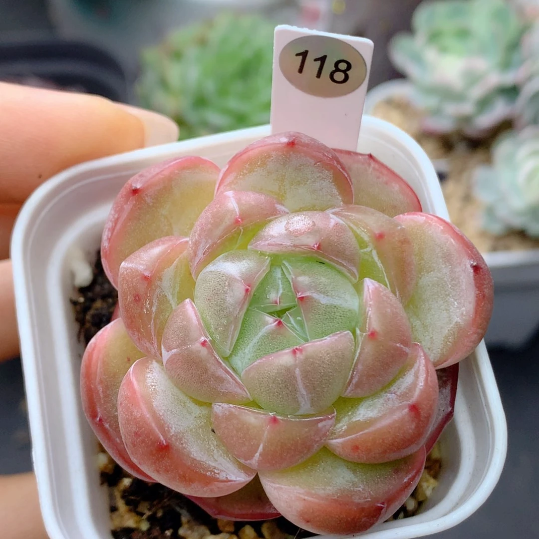 58包邮  群生不包整118